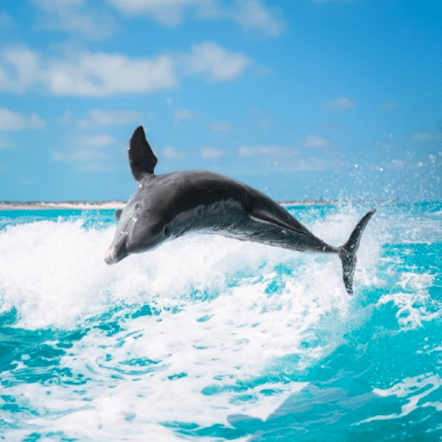 Meet the Dolphins